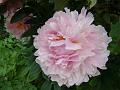 2010-0618-1430_Peony_20,2C